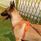 Pet Harness Reflective Hand Holding Rope - The Paw Father